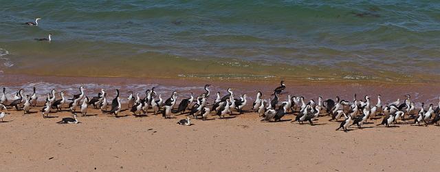 067 Shark Bay, francois peron NP, aalschovers.jpg